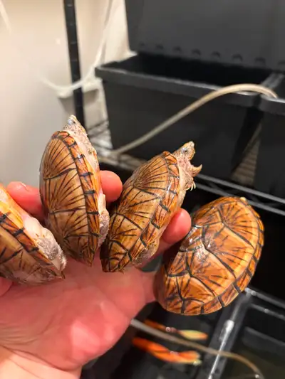 rare loggerhead musk turtle, View more