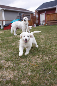 ONLY 2 LEFT- Great Pyrenees x Golden Retriever Puppies