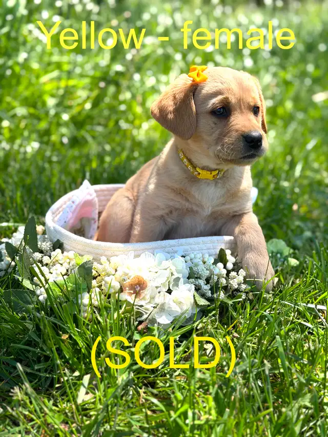 Golden Retriever X Labrador Puppies (SOLD) in Dogs & Puppies for Rehoming in Owen Sound - Image 6