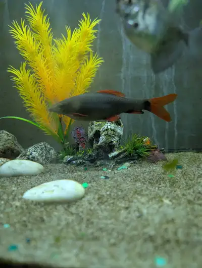 Trading community fish for any other type of fish, View more