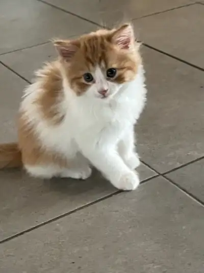 chaton a donner, View more