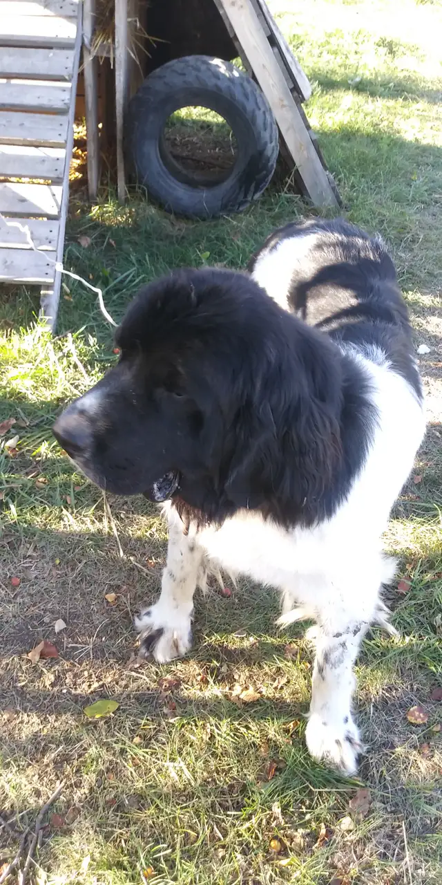 2 yr old Newfoundland (Landseer) female in Dogs & Puppies for Rehoming in Edmonton - Image 4