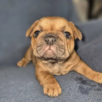 CKC French Bulldog Puppies, View more