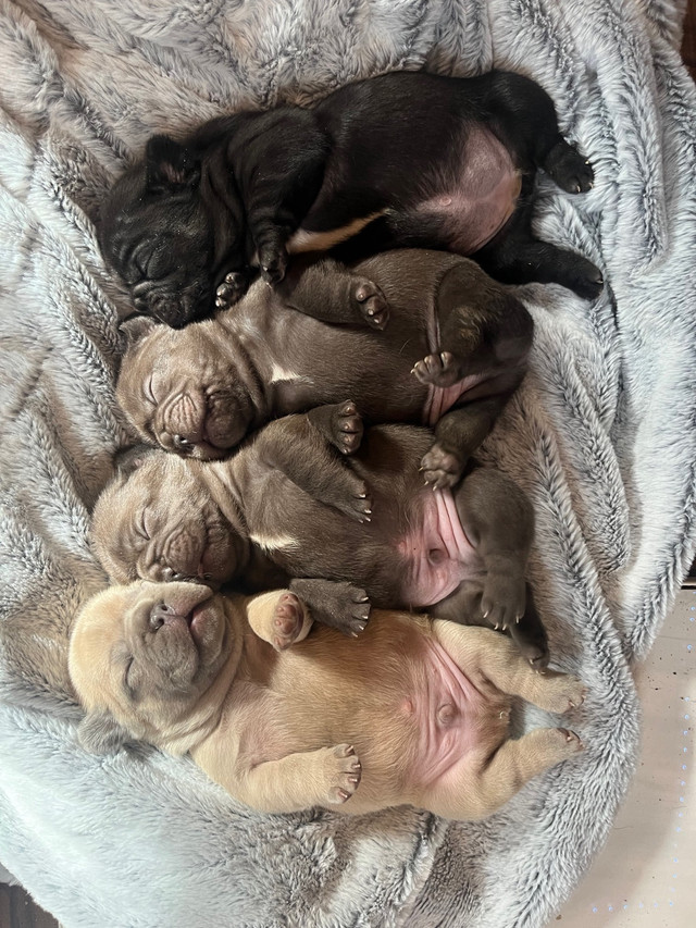 Frenchies  in Dogs & Puppies for Rehoming in Prince George - Image 4