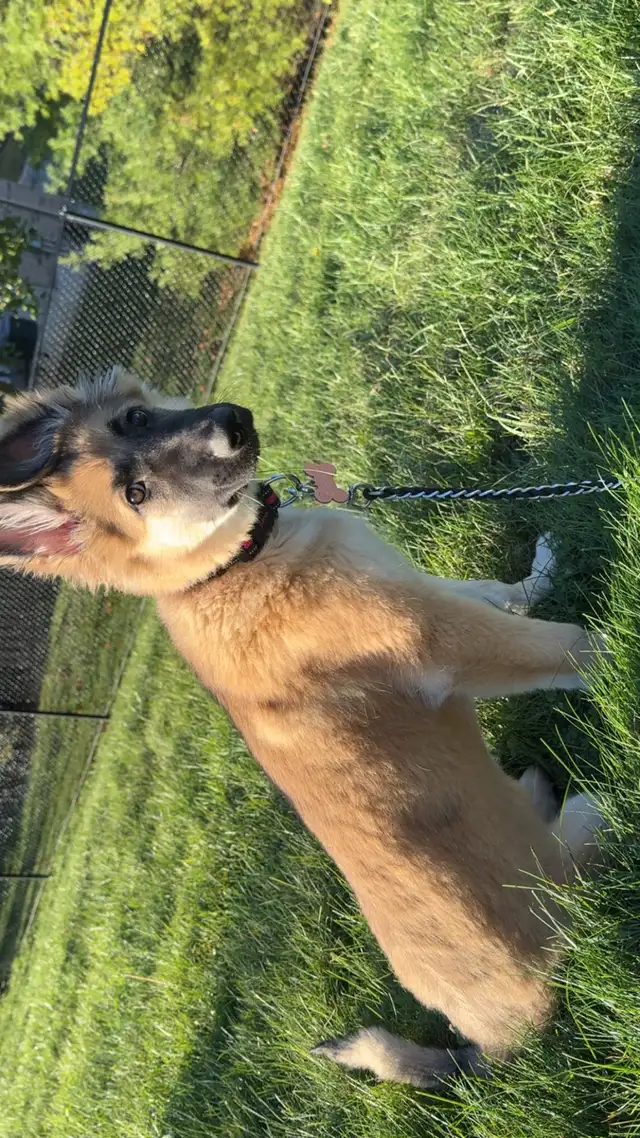 Please contact rehoming