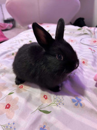 baby bunny for sale