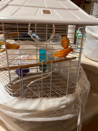 2 Canaries With Cage For Sale