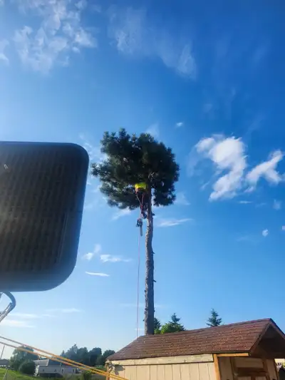 BEST PRICE TREE CUTTING / TRIMMING /STUMP GRINDING, View more