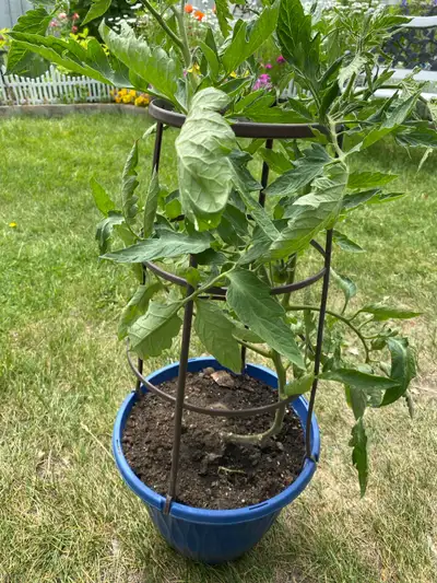 Nanjingwoshu Zhongye Tomato Plant, View more
