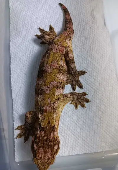 Pink leachianus gecko, View more