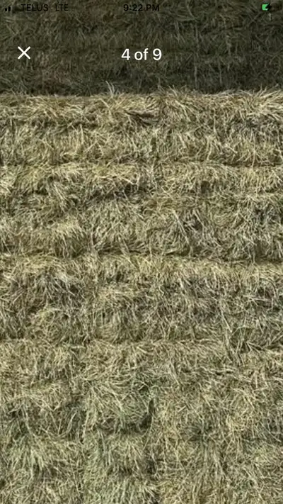 Low sugar alfalfa third cut, View more