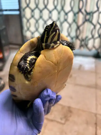 turtles for sale, View more