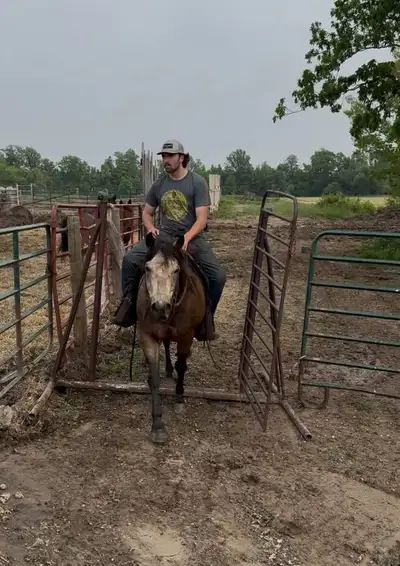 registered buckskin gelding , View more
