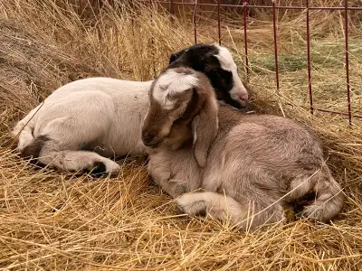 Starting to kid this week, I will have bottle babies for sale. They are Kiko cross. Good on a bottle...