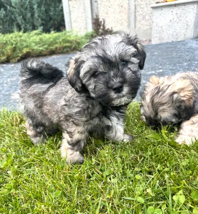 schnauzer X pups ready to go ! Pending pick up, View more