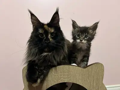Maine coon kitten, View more