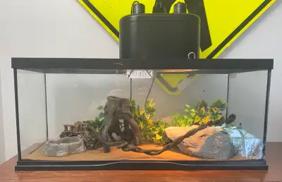 5 YEAR OLD MALE L EOPARD GECKO WITH ENCLOSURE ETC, View more
