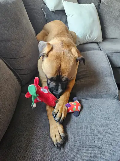 11 month old Bullmastiff , View more