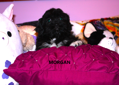 Polina's Peekapoos and Shih Poos We have been in business for over 20yrs. Our dogs are members of ou...