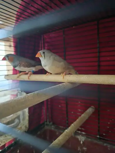 couple de pinson mandarin , View more