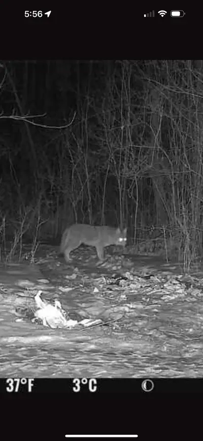 Nuistance wildlife removal , View more