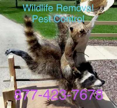 Raccoon Removal, Mice Removal, Squirrel Removal, Bird Removal, View more