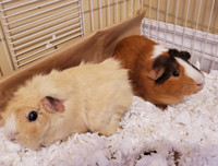 2 male Guinea Pigs, cage, and accessories