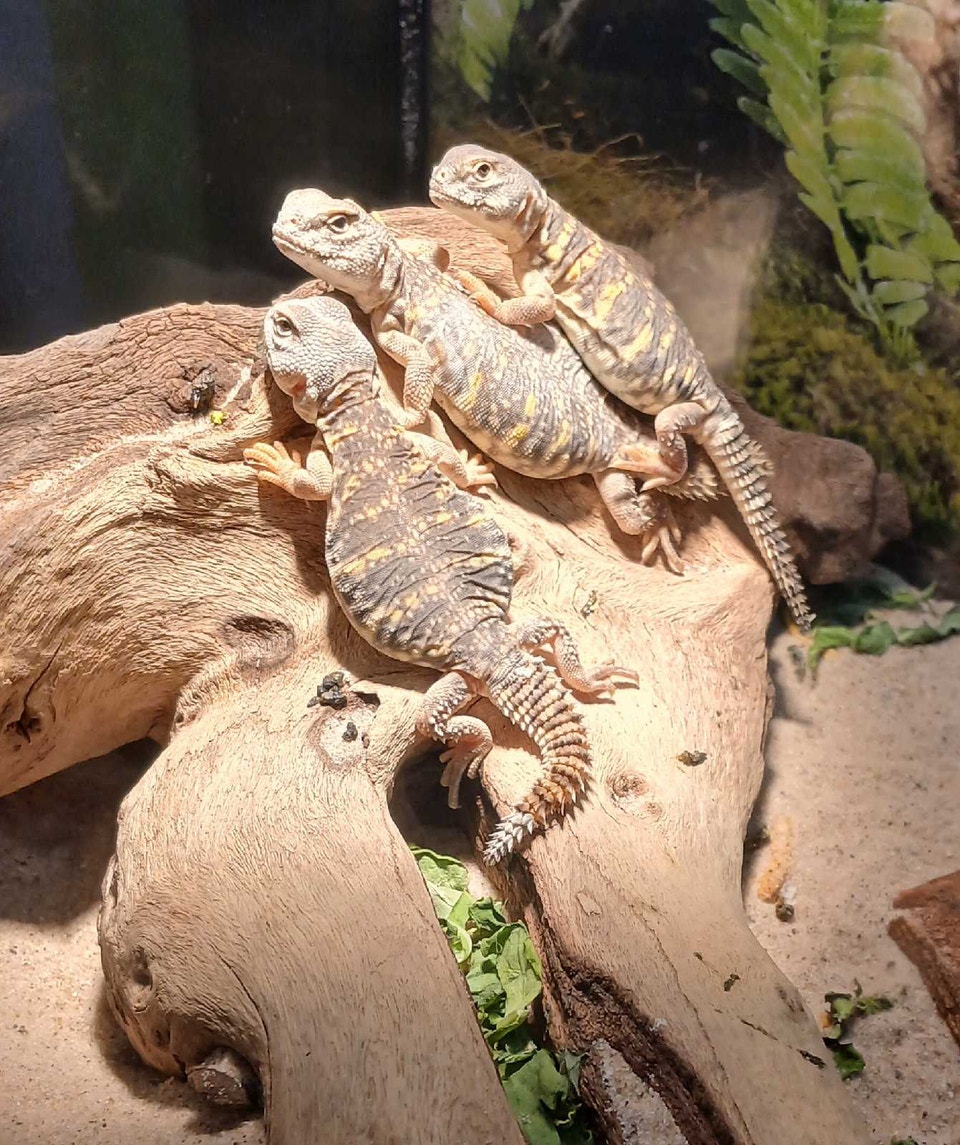 Sahara uromastyx lizards (yellow) CBB | Reptiles & Amphibians for ...