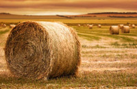 wanted large round horse hay bales