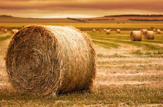 wanted large round horse hay bales in Equestrian & Livestock Accessories in Stratford