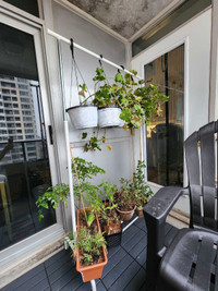 4 hanging planter with plants 