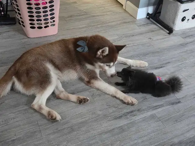 Husky dog available for adoption552037250362910722