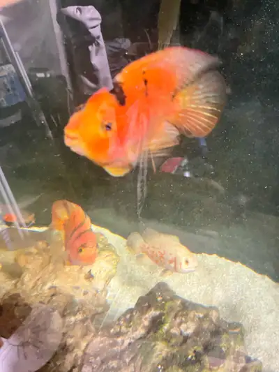 Cichlids and pleco, View more