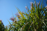 MIscanthus Ornamental Grass