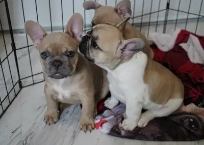 French bulldog puppies, View more