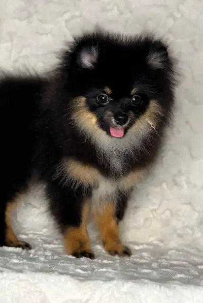 Imported, dna tested, AKC registered with full rights black and tan male. Has a nice dense full coat...