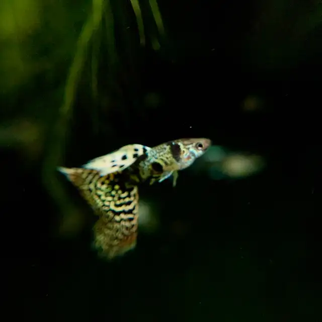 Elevate Your Tank with Quality Guppies in Fish for Rehoming in Richmond - Image 8
