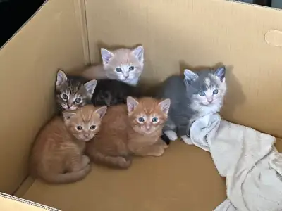 Cinq chatons en santé, nés en mai 2025, seront prêts pour l’adoption à la fin juin. Ils sont propres...
