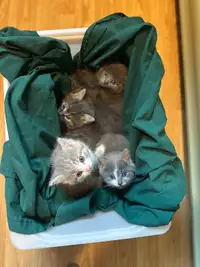 5 kittens ready for their forever home 