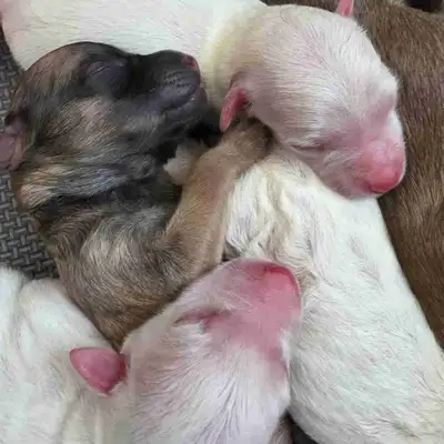 Whoodle Puppies, View more