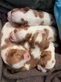 Cavalier, King Charles puppies for sale