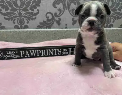 Boston Terrier Puppy!, View more