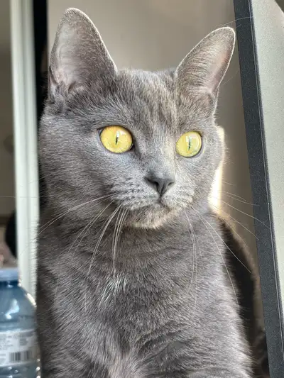 beautiful cat , View more