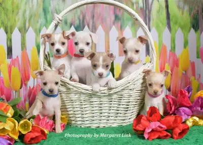 Spring Family/Pet Portrait Days, Eastern Ontario, View more