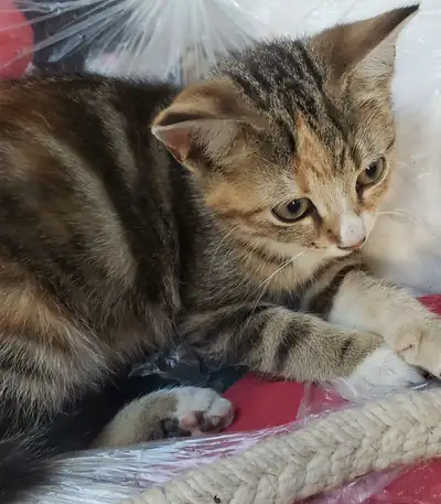 Kittens looking for homes, View more