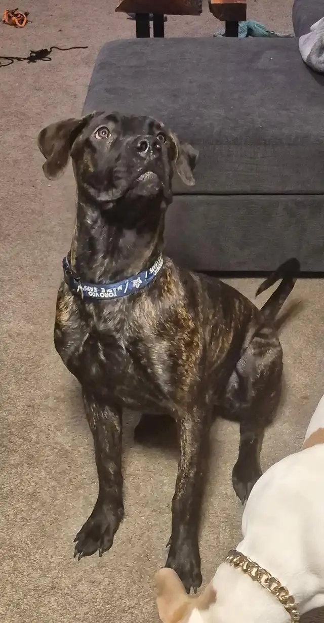 Presa Canario in Dogs & Puppies for Rehoming in Woodstock - Image 3