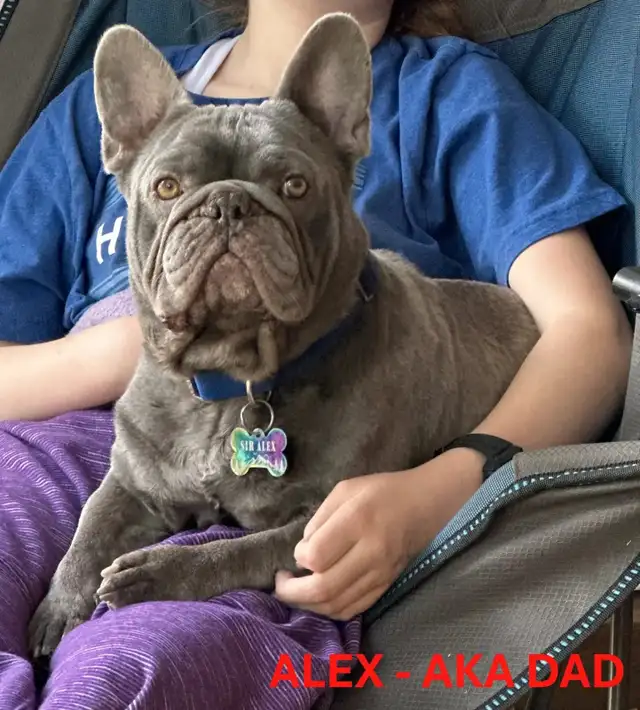 FRENCH BULLDOG PUPPIES CKC REG in Dogs & Puppies for Rehoming in Edmonton - Image 6