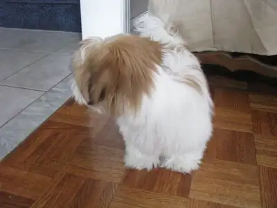 Pet Sitting /Boarding Services Woodbridge/Keinburg/Maple, View more