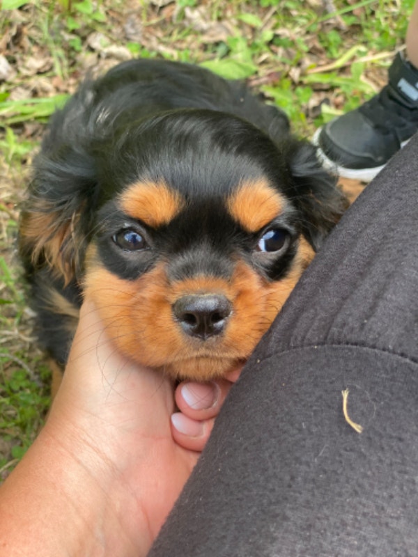 Cavalier King Charles Spaniels Dogs & Puppies for Rehoming