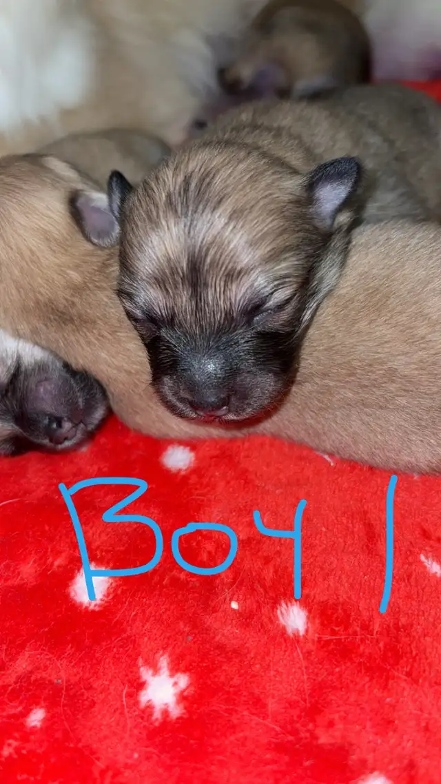 Pomeranian Mix in Dogs & Puppies for Rehoming in Winnipeg - Image 5